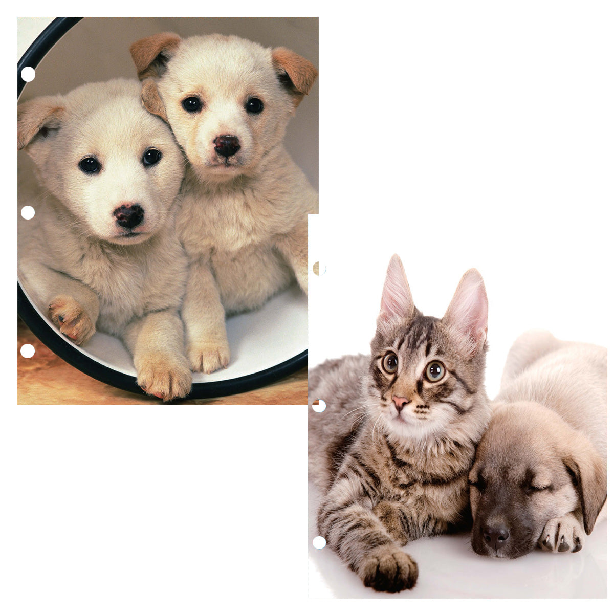 2-Pocket Cats & Dogs Printed Folders w/ Display