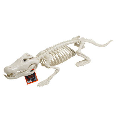Skeleton Crocodile 24.8l Collapsible/hlwn Ht