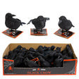 Crow Black Glitter W/feather Tail 3ast 5.5/6.8in 36pc Pdq Hlwn Tcd