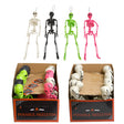 Skeleton 14in Posable/ 2x12pc Pdq's/ 1 All Natural Pdq & 1 Natural & 3 Clrs Pdq Hlwn/ht