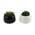 Artificial Succulent in Black Ceramic Tabletop Pot